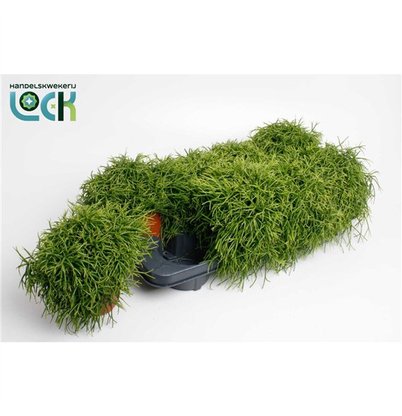 Rhipsalis Cassutha 15cm 12cm Q798