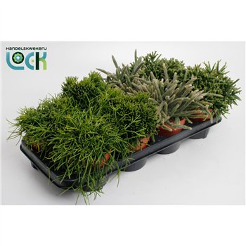 Rhipsalis Mix 15cm 12cm Q802