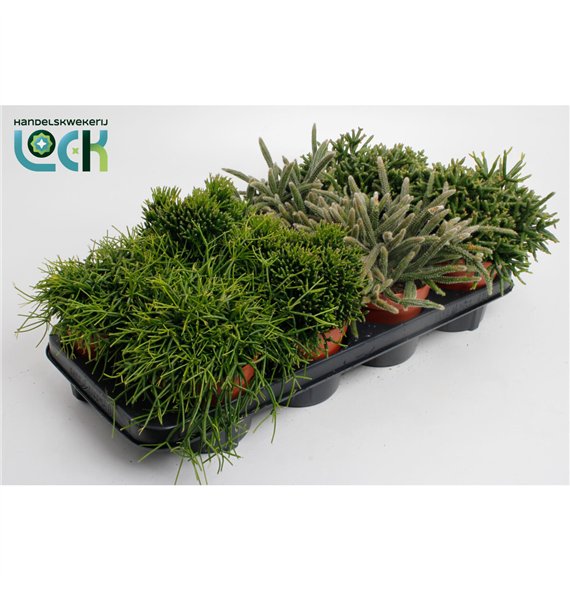 Rhipsalis Mix 15cm 12cm Q802