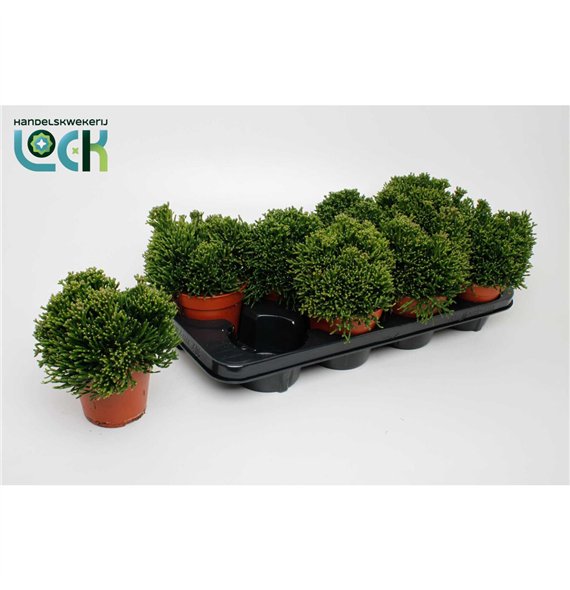 Rhipsalis Hatiora Salicorniodes 15cm 12cm Q803