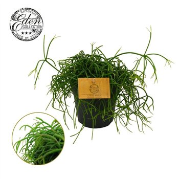 Rhipsalis Cashero 12cm 20cm 12cm Q823
