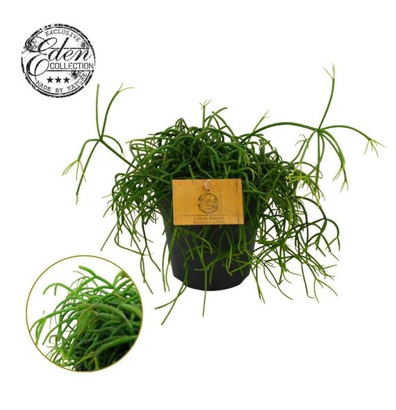 Rhipsalis Cashero 12cm 20cm 12cm Q823