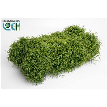 Rhipsalis baccifera oasis 17cm 12cm Q881