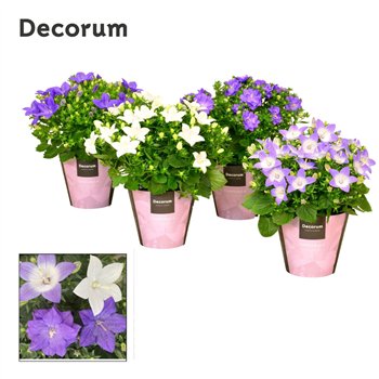 Campanula Isophylla Mix Decorum 20cm 11cm Q966