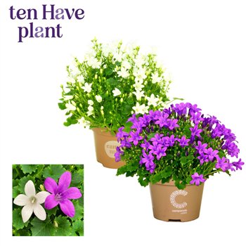 Campanula Porto mix 17cm 11cm Q967