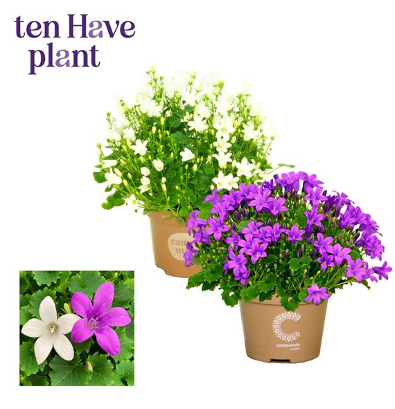 Campanula Porto mix 17cm 11cm Q967