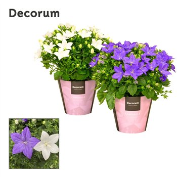 Campanula Blauw Wit Mix Decorum 20cm 11cm Q968