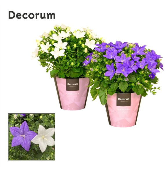 Campanula Blauw Wit Mix Decorum 20cm 11cm Q968