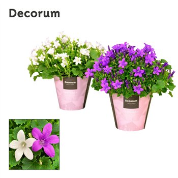 Campanula Porto Mix paars wit 17cm 11cm Q969