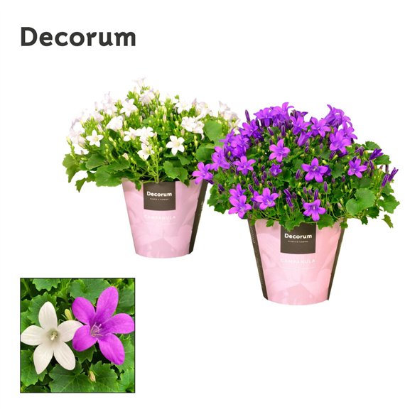 Campanula Porto Mix paars wit 17cm 11cm Q969
