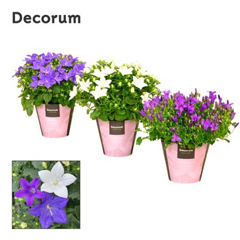 Campanula Promo Mix 1 Decorum 17cm 11cm Q970