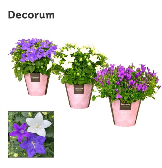 Campanula Promo Mix 1 Decorum 17cm 11cm Q970