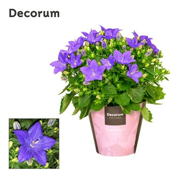 Campanula isoph  napoli iso Napoli Decorum 20cm 11cm Q971