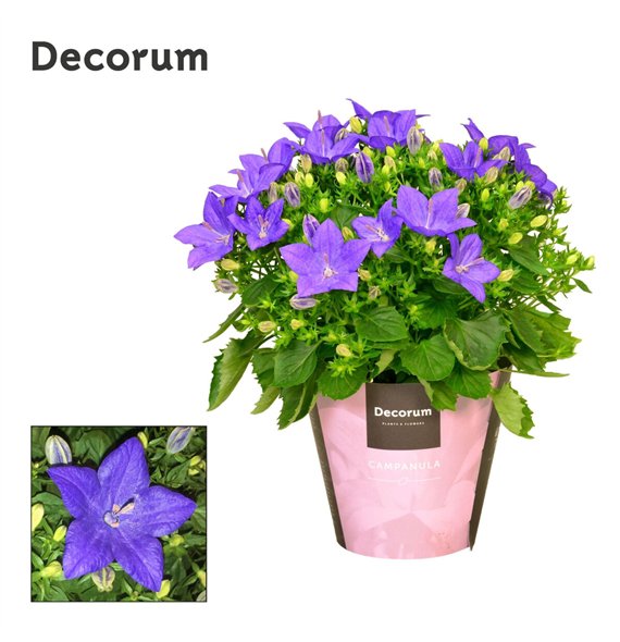 Campanula isoph  napoli iso Napoli Decorum 20cm 11cm Q971