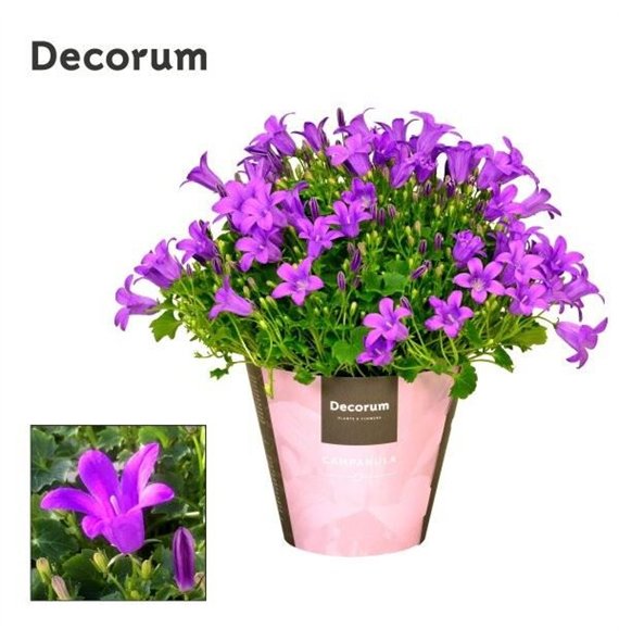 Campanula port  porto Porto Longlife Decorum 17cm 11cm Q972