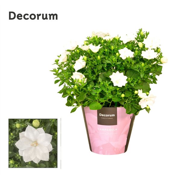 Campanula isoph  dublin white iso Dublin White Decorum 20cm 11cm Q976