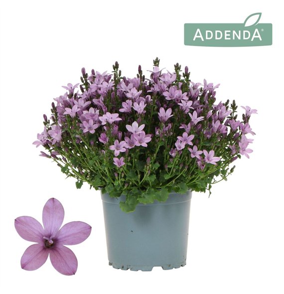 Campanula ambella pink Addenda Ambella 1 pp 27 cm diameter 25cm 12cm Q978