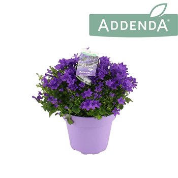 Campanula port  ambella intens purple Intense Purple Ton sur 14 cm 1 pp 975 fl 22cm 14cm Q1001