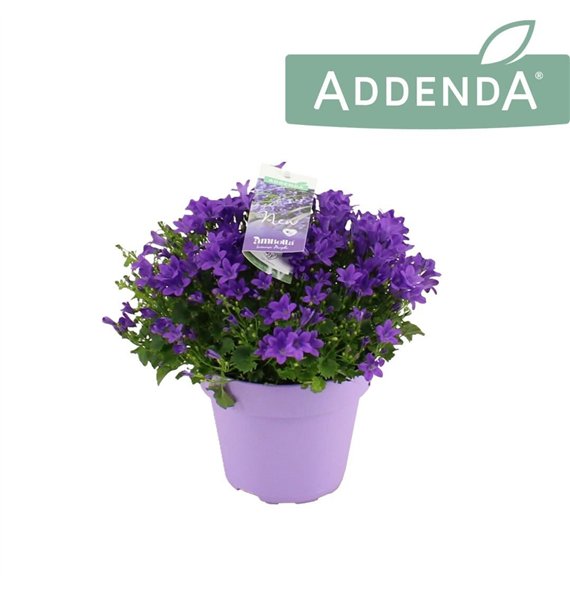 Campanula port  ambella intens purple Intense Purple Ton sur 14 cm 1 pp 975 fl 22cm 14cm Q1001