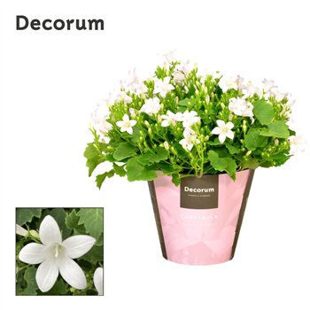 Campanula portenschlagiana Porto White Decorum 17cm 11cm Q1038