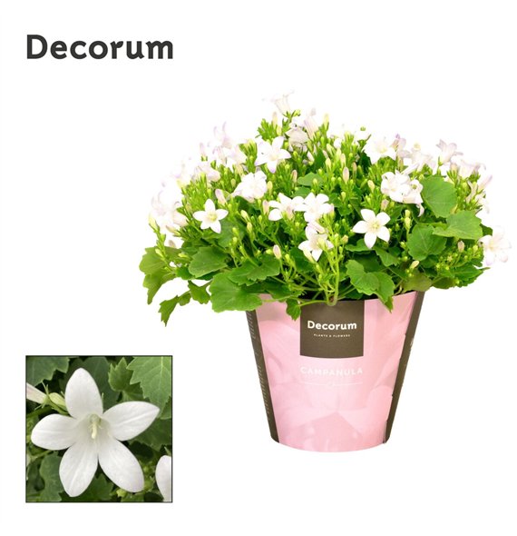 Campanula portenschlagiana Porto White Decorum 17cm 11cm Q1038