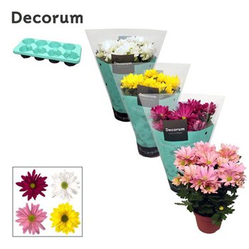 Krizantema ind  breeze mix Chrysanne® Margarita Mix3 pp 25cm 13cm Q1095