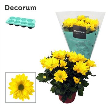 Krizantema breeze sol Chrysanne® Margarita Yellow3 pp 25cm 13cm Q1096