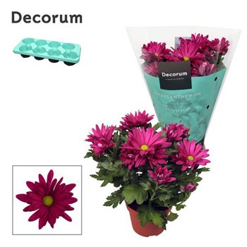Krizantema breeze jam Chrysanne® Margarita Purple3 pp 25cm 13cm Q1097