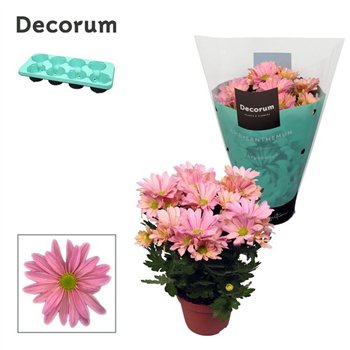 Krizantema breeze princess Chrysanne® Margarita Pink3 pp 25cm 13cm Q1098