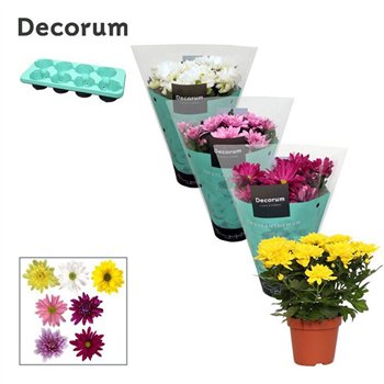 Krizantema ind  chrystal mix Chrysanne® Grandezza & Margarita Mix3 pp 25cm 13cm Q1104