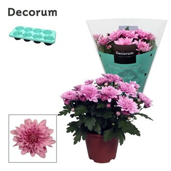 Krizantema ind  dynamic Chrys Chrysanne® Grandezza Pink3 pp 25cm 13cm Q1108