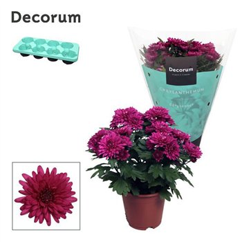 Krizantema chrystal purple Chrys  ind Chrysanne® Grandezza Purple3 pp 25cm 13cm Q1115