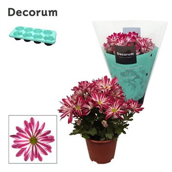 Krizantema ind  rainbow pink secret Chrysanne® Margarita Bicolor Ice cream3 pp 25cm 13cm Q1120