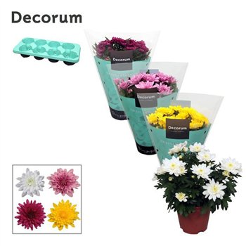 Chrysanne grandezza mix Chrysanne® Grandezza Mixpp 25cm 13cm Q1124