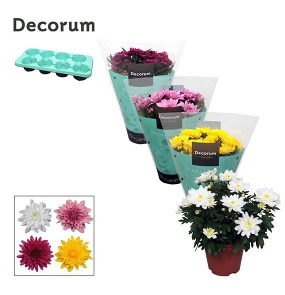 Chrysanne grandezza mix Chrysanne® Grandezza Mixpp 25cm 13cm Q1124
