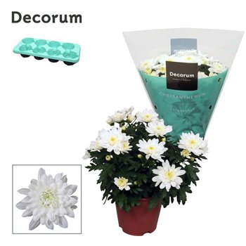 Chrysanne grandezza white Chrysanne® Grandezza Whitepp 25cm 13cm Q1125