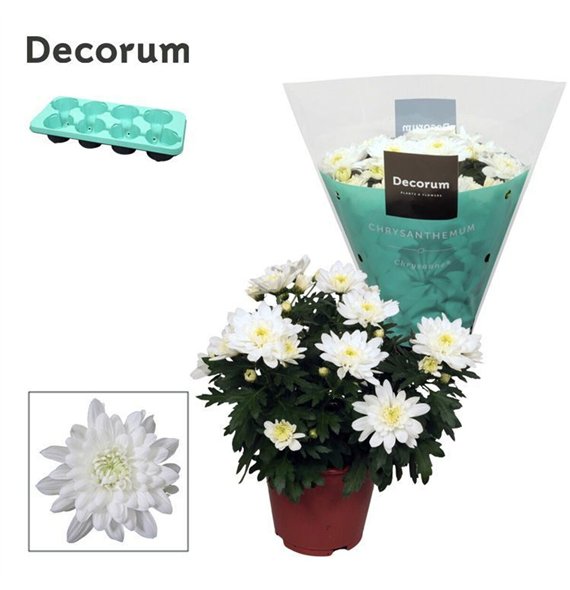 Chrysanne grandezza white Chrysanne® Grandezza Whitepp 25cm 13cm Q1125