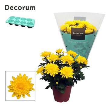 Chrysanne grandezza yellow Chrysanne® Grandezza Yellowpp 25cm 13cm Q1126