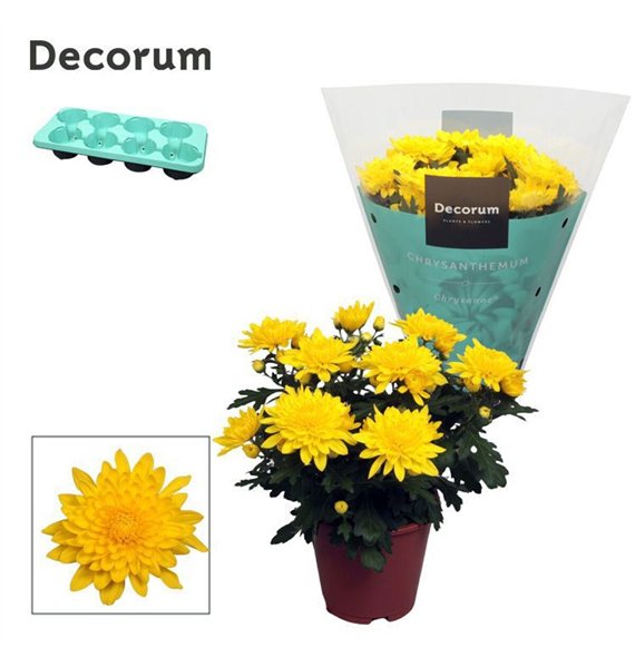 Chrysanne grandezza yellow Chrysanne® Grandezza Yellowpp 25cm 13cm Q1126