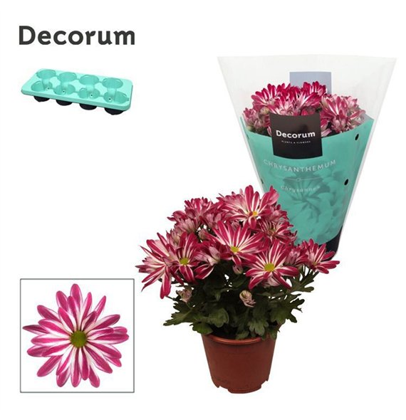 Chrysant rainbow twist Chrysanne® Margarita Bicolor Candy3 pp 25cm 13cm Q1128