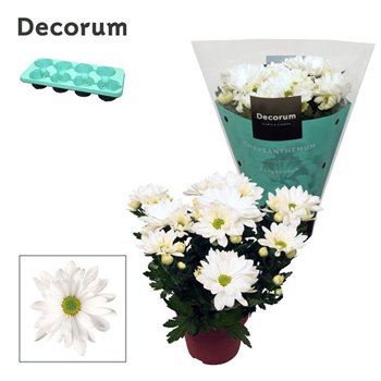 Chrysant breeze white indicum Chrysanne® Margarita White3 pp 25cm 13cm Q1129