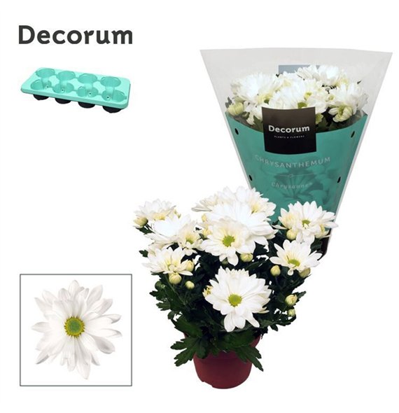 Chrysant breeze white indicum Chrysanne® Margarita White3 pp 25cm 13cm Q1129