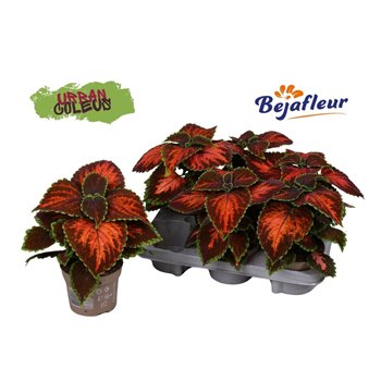 Plectranthus coleus Coleus Urban Magnificent Mile 12cm 17 cm diameter 25cm 12cm Q1169