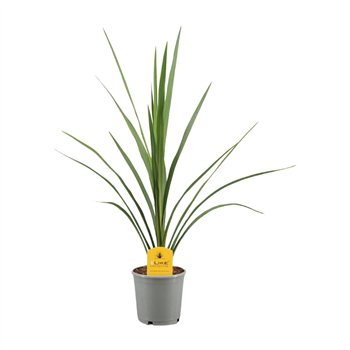 Cordyline peko Australis Verde1 pp 60cm 13cm Q1176