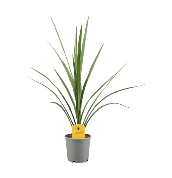 Cordyline peko Australis Verde1 pp 60cm 13cm Q1176