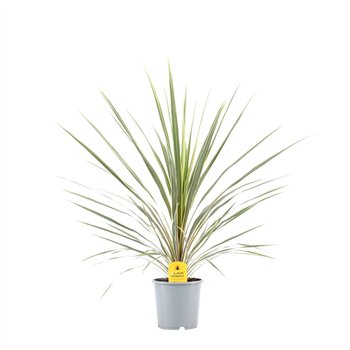 Cordyline variegata Australis Variegata - 13cm 1 pp 55cm 13cm Q1187