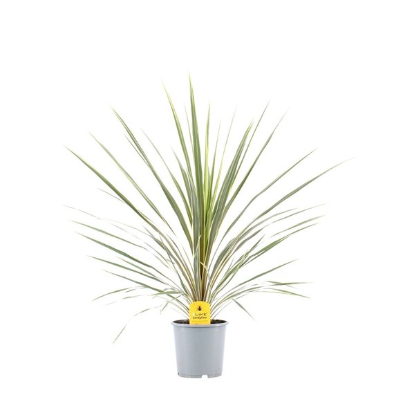 Cordyline variegata Australis Variegata - 13cm 1 pp 55cm 13cm Q1187