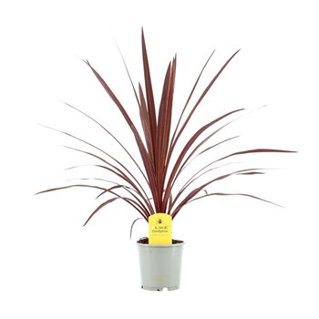 Cordyline australis red star Australis Red Star - 13cm1 pp 50cm 13cm Q1196