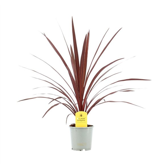 Cordyline australis red star Australis Red Star - 13cm1 pp 50cm 13cm Q1196