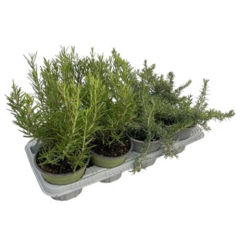 Tuinkruiden mix Rosmarinus mixed 25cm 14cm Q1836